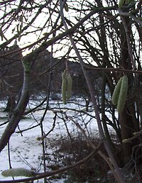Hårt slutna hängen på hasselbuske. Naturhistoriska riksmuseet i bakgrunden. Foto: Pia Östensson